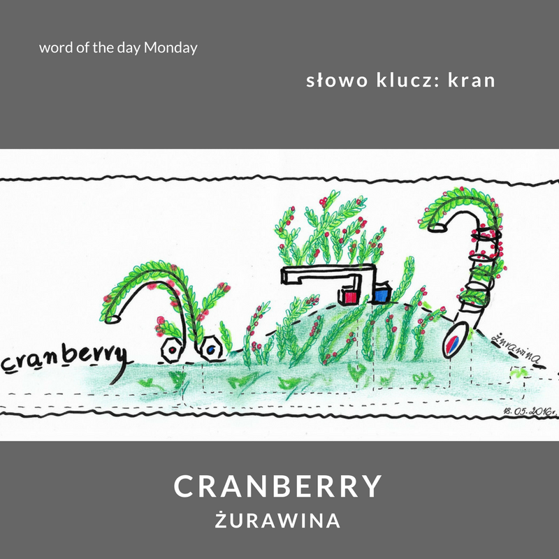 cranberry - żurawina