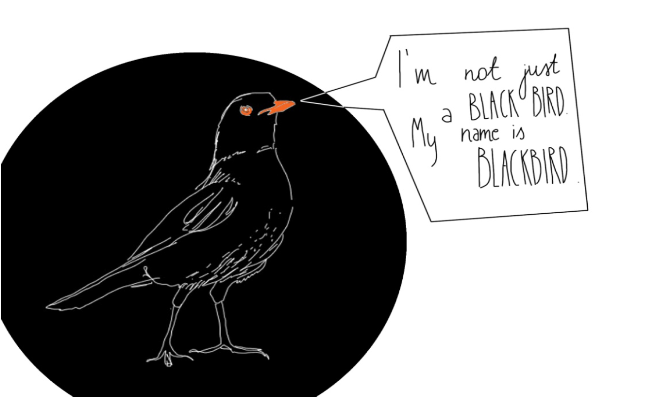 blackbird - kos