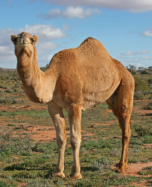 camel  - wielbłąd