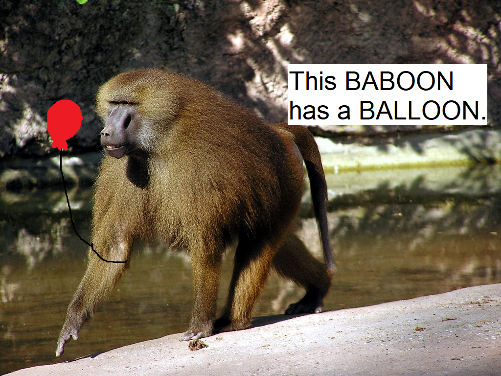 baboon - pawian