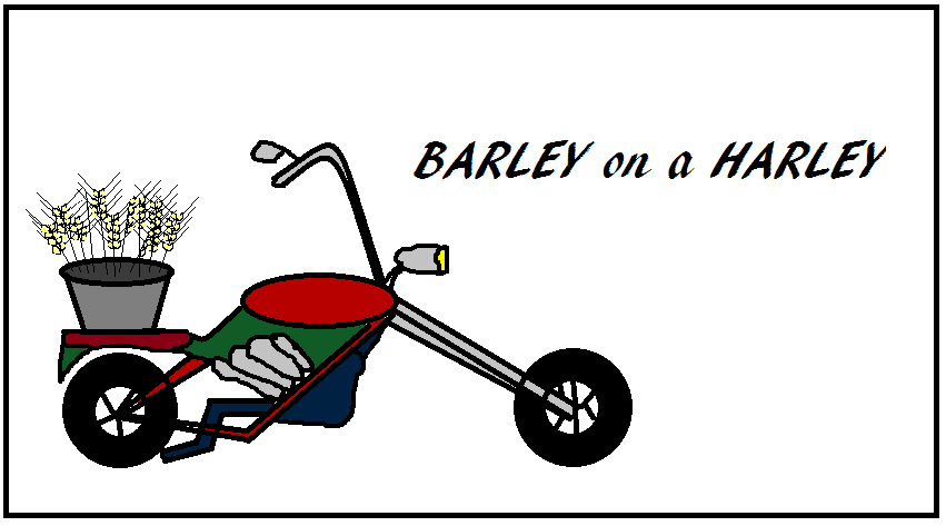 barley - jęczmień