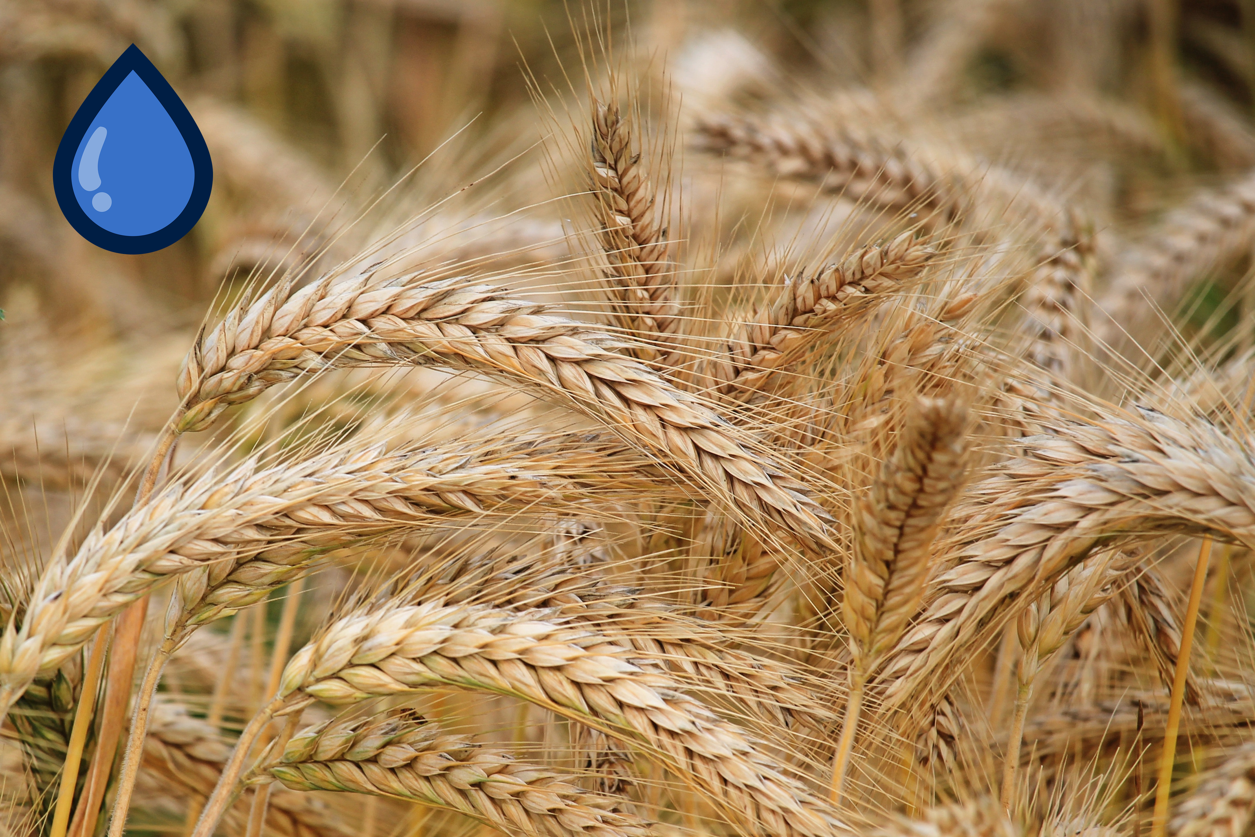 wheat - pszenica