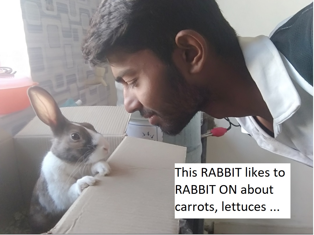 rabbit on - paplać