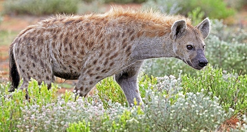 hyena   - hiena