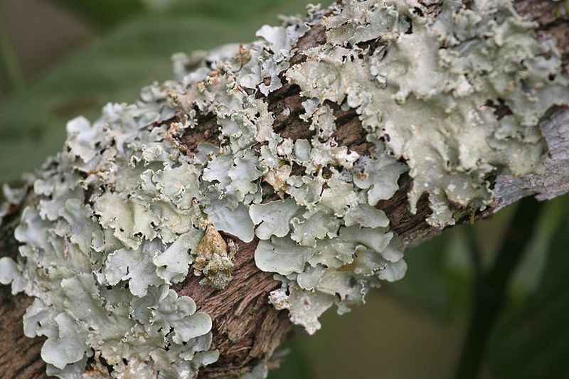lichen - porosty