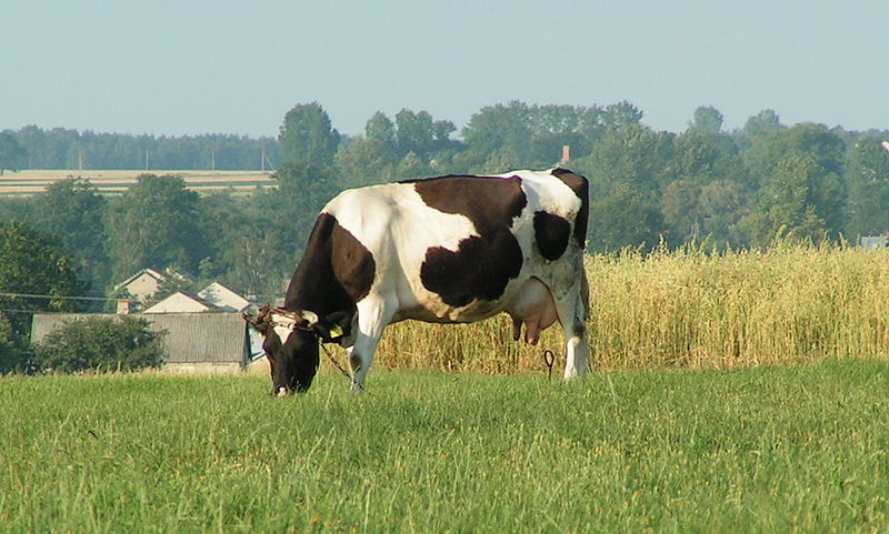 cow - krowa