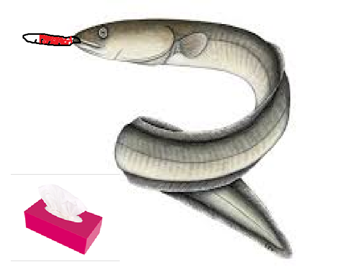 eel - węgorz