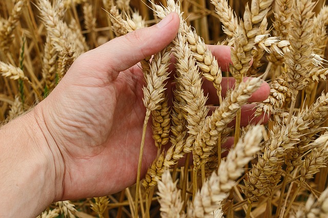 wheat  - pszenica; pszenny