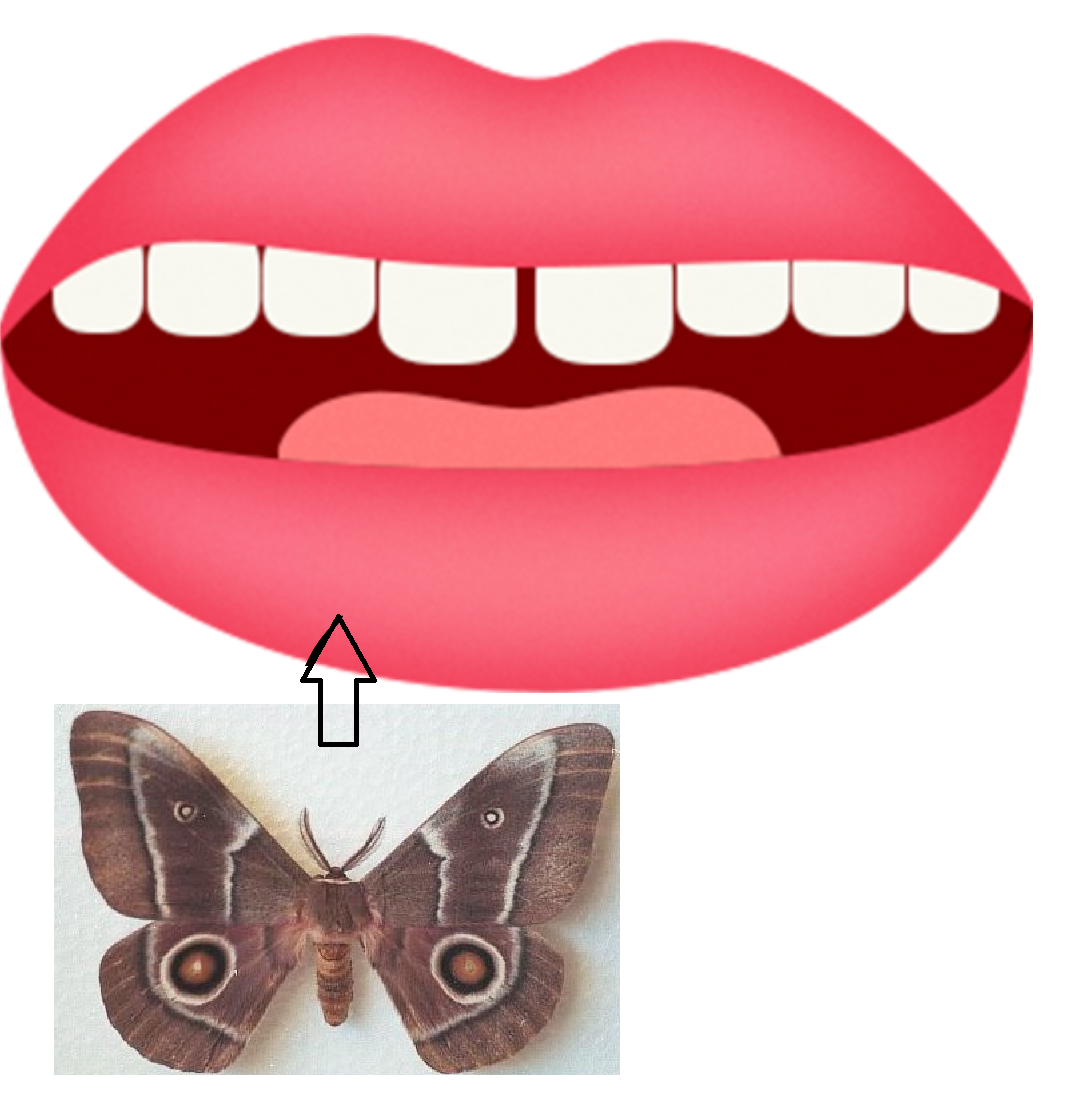moth - ćma