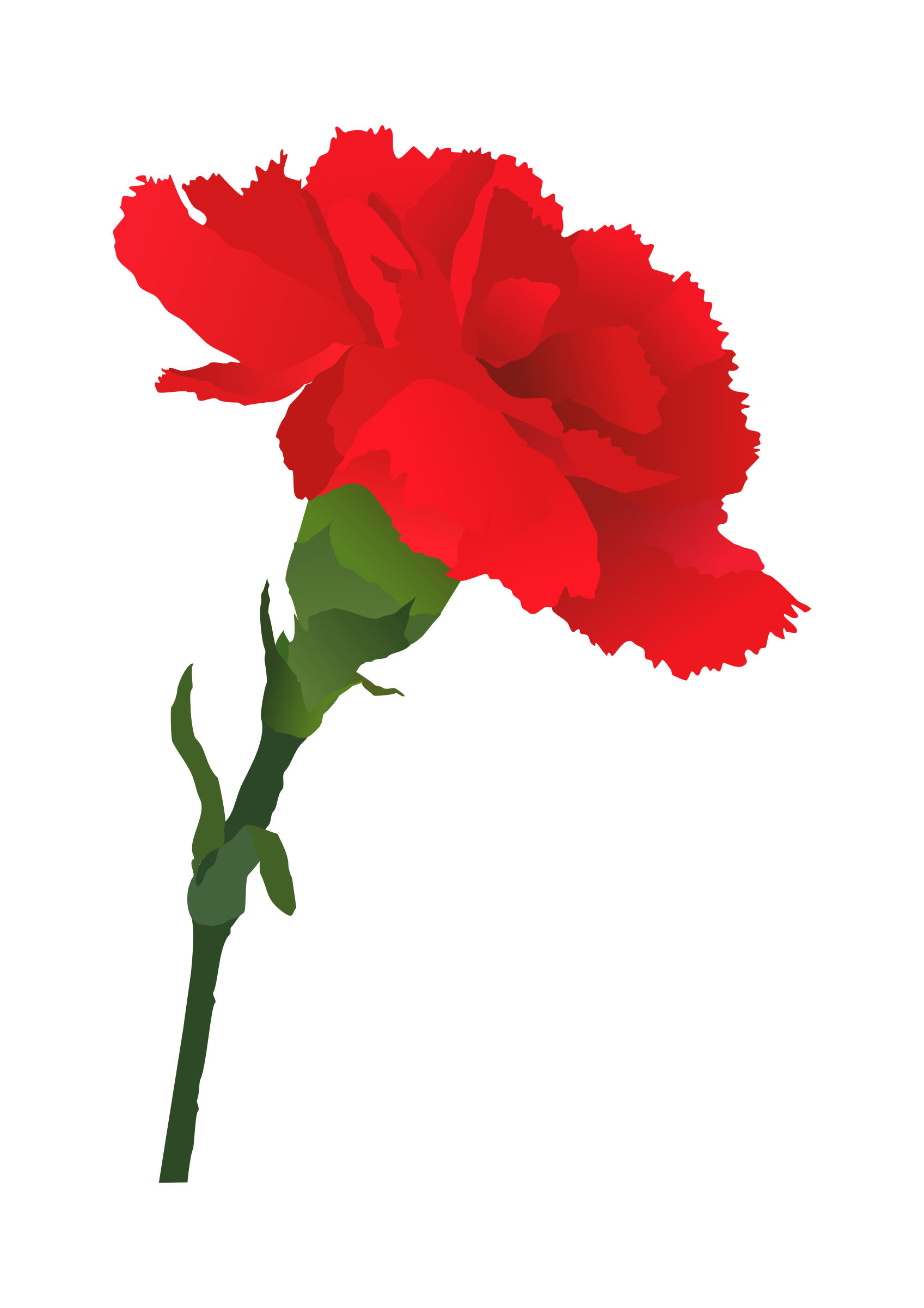 carnation  - goździk 