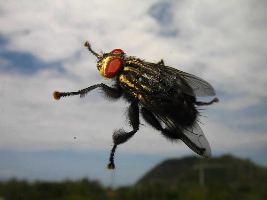 fly - mucha