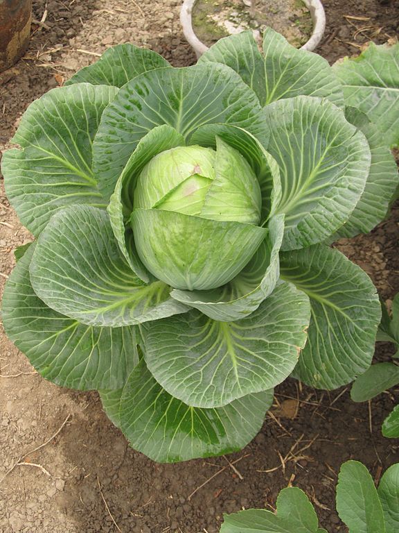 cabbage  - kapusta