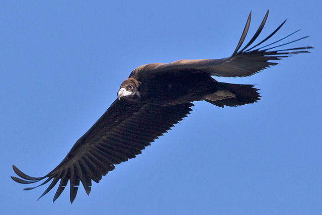 vulture  - sęp